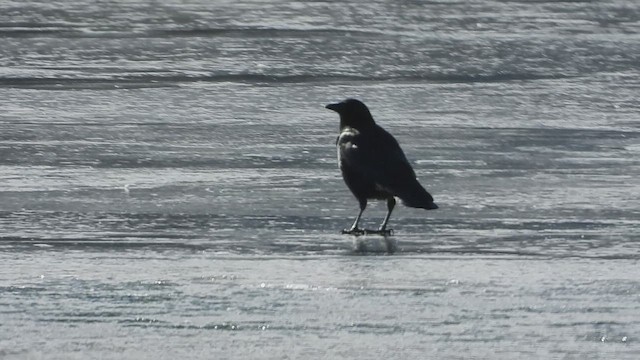 American Crow - ML613404100