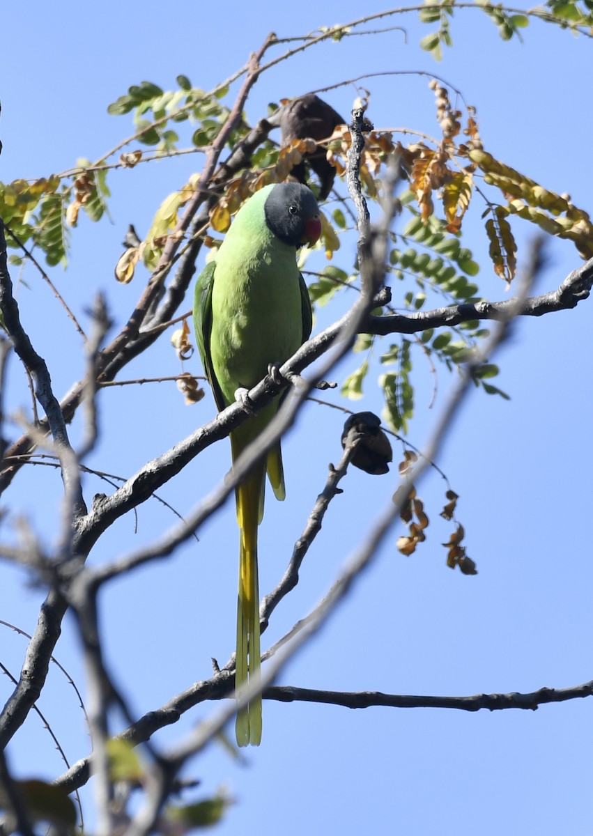 Slaty-headed Parakeet - ML613404421