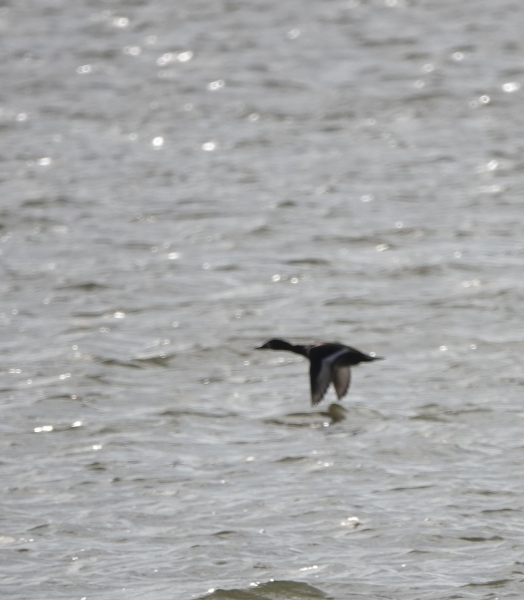 Greater Scaup - ML613404502