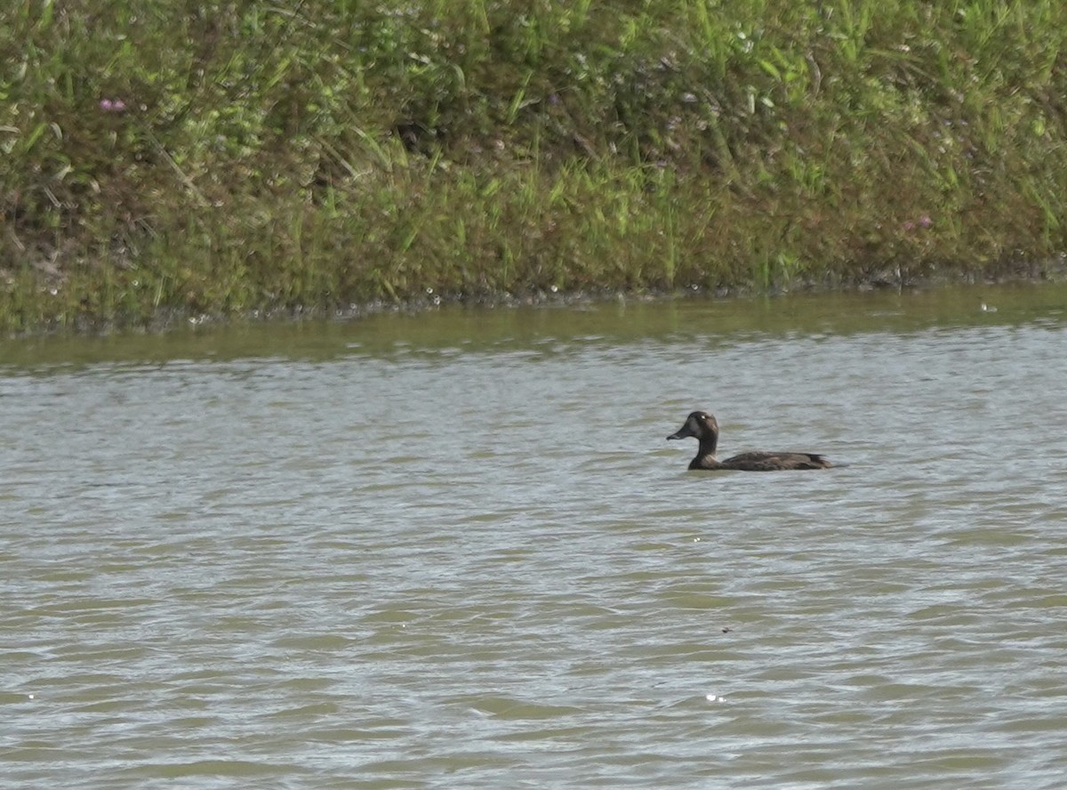 Greater Scaup - ML613404503