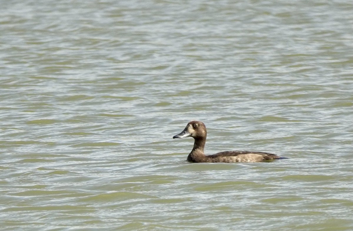 Greater Scaup - ML613404504