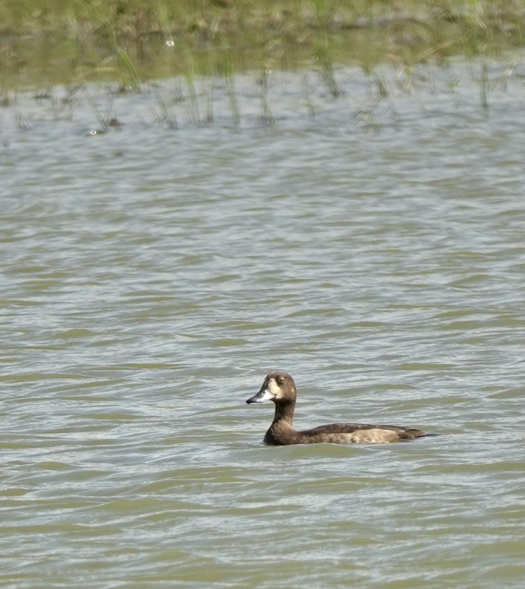 Greater Scaup - ML613404506