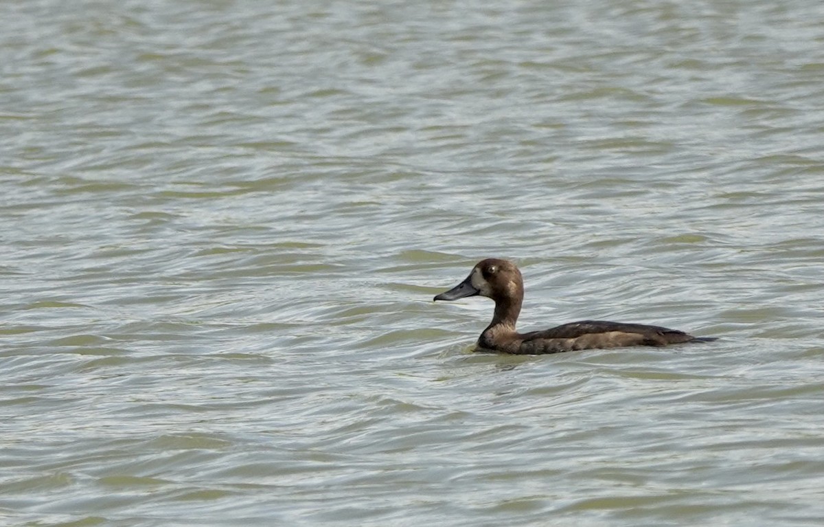 Greater Scaup - ML613404507