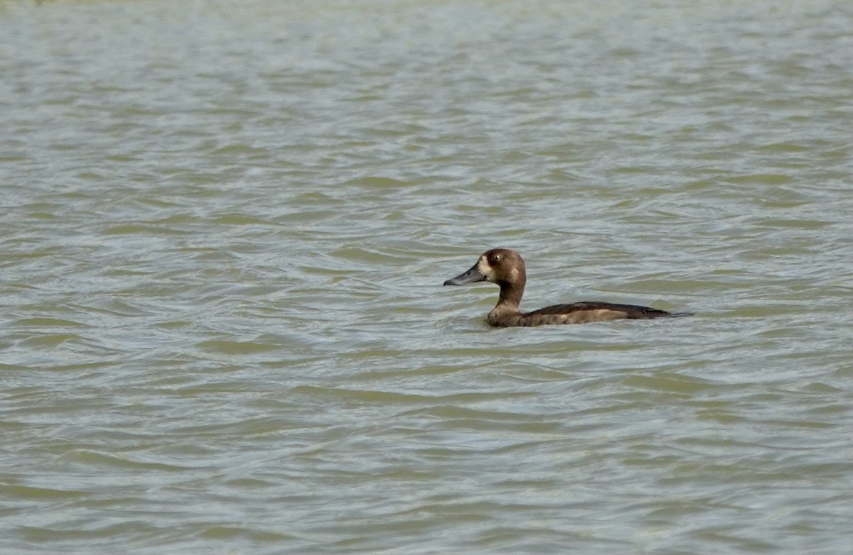 Greater Scaup - Martin Kennewell