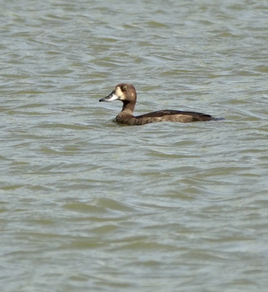 Greater Scaup - ML613404509