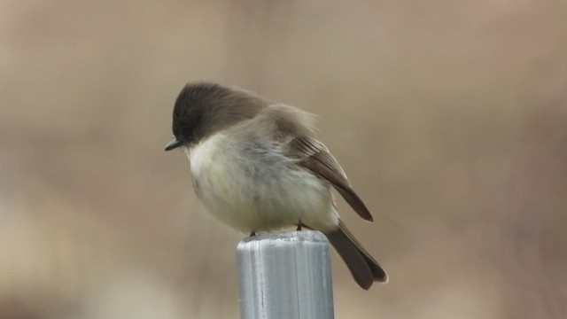 Eastern Phoebe - ML613404561