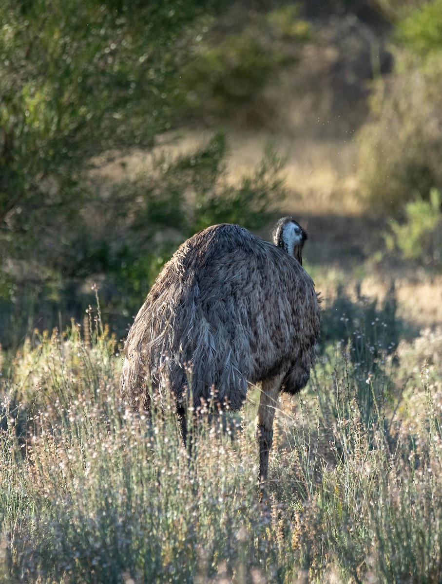 emu hnědý - ML613404569