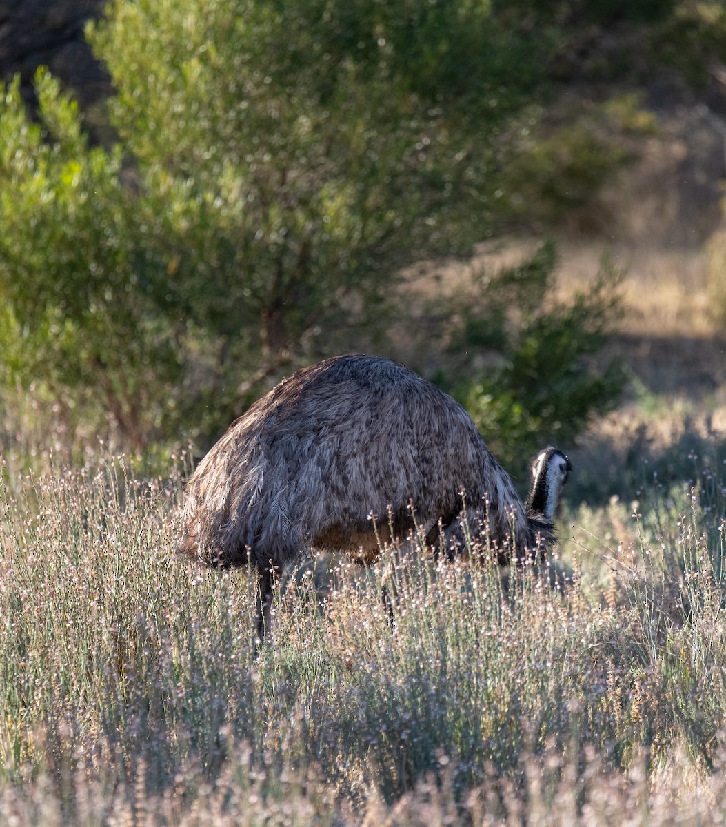 emu hnědý - ML613404570