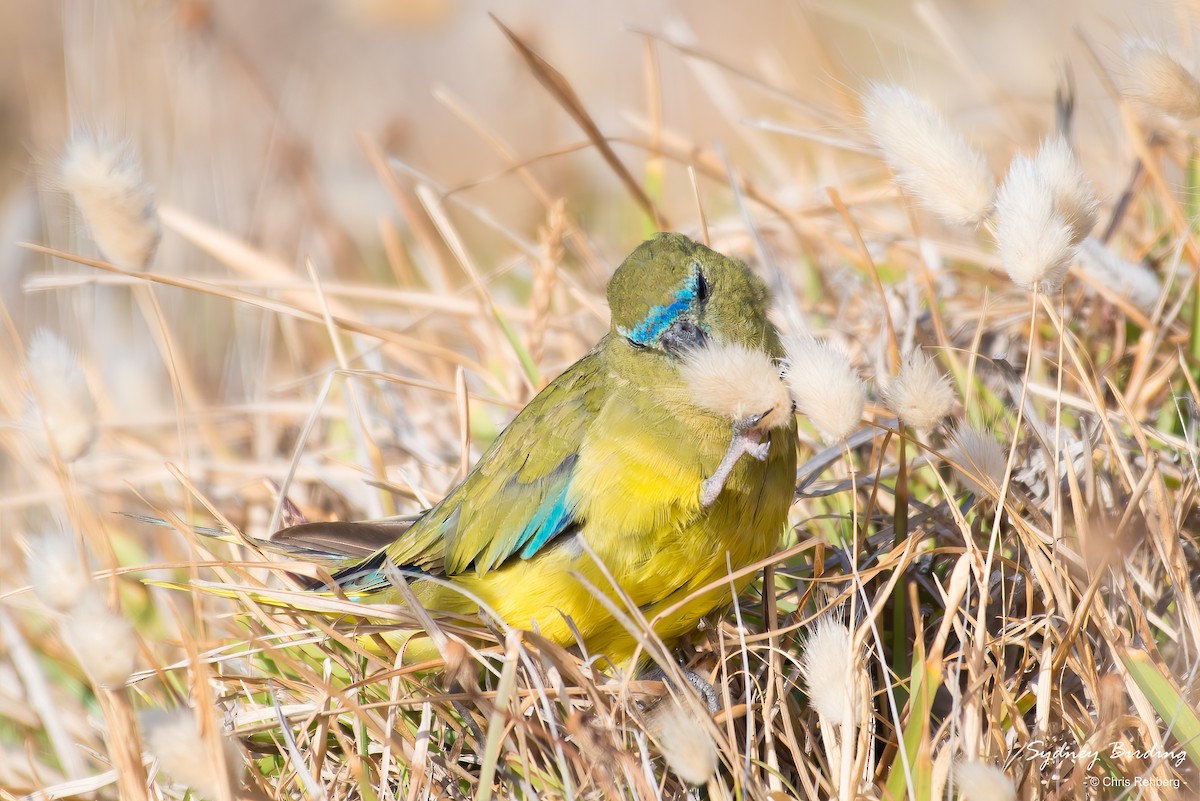 Rock Parrot - Chris Rehberg  | Sydney Birding
