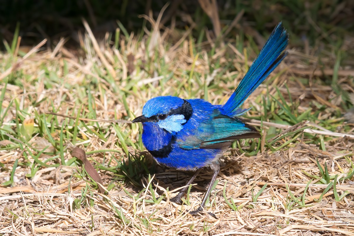 Splendid Fairywren - Chris Rehberg  | Sydney Birding