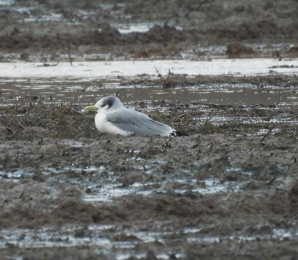 Mouette tridactyle - ML613404644