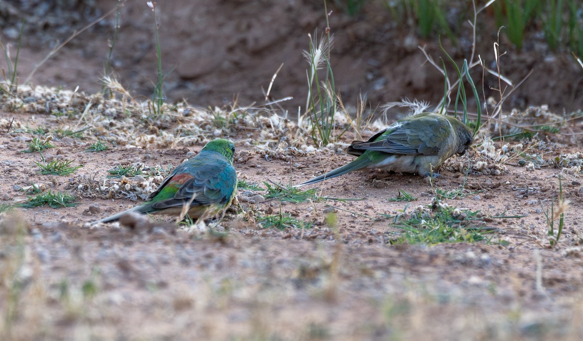 Red-rumped Parrot - ML613404654