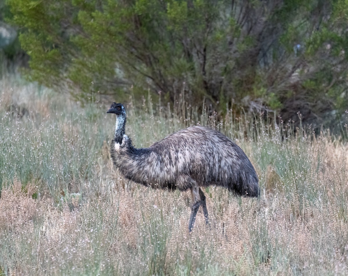 emu hnědý - ML613404660