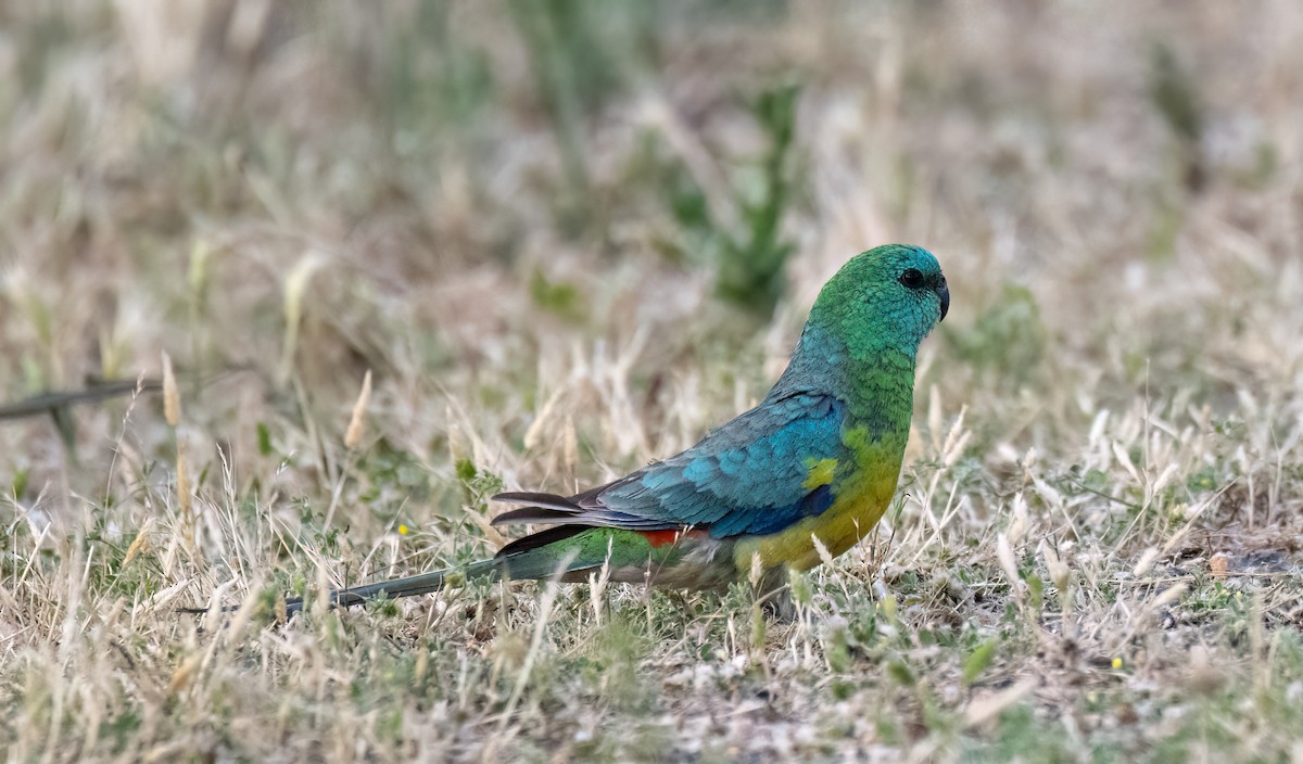 Red-rumped Parrot - ML613404662
