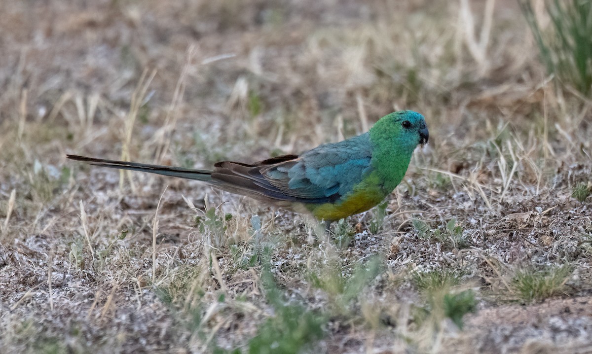 Red-rumped Parrot - ML613404663