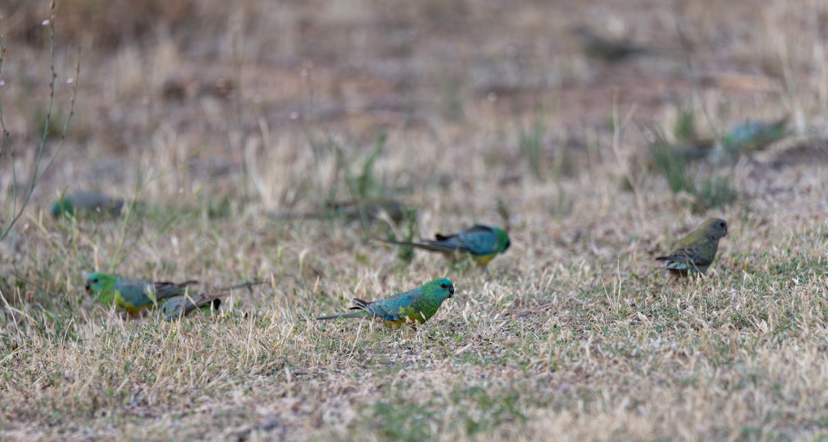 Red-rumped Parrot - ML613404664