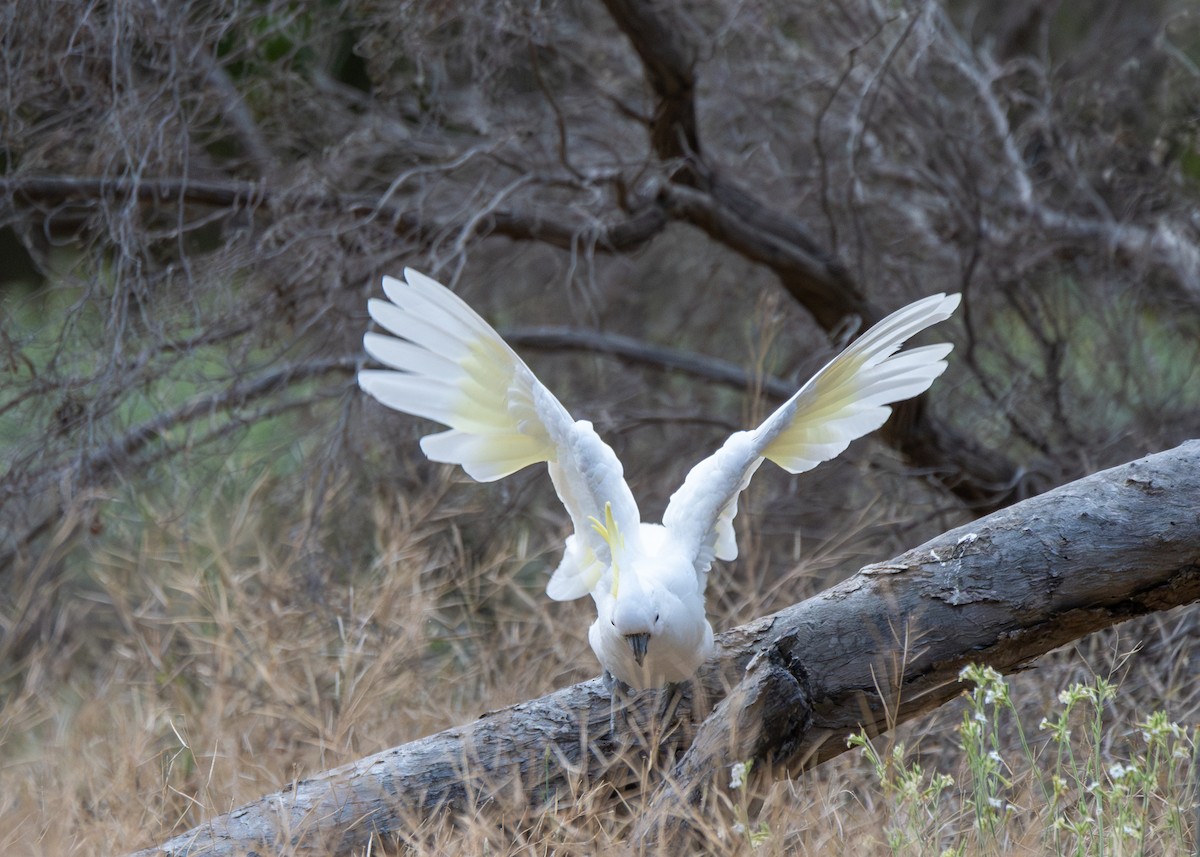 Sulphur-crested Cockatoo - ML613404679