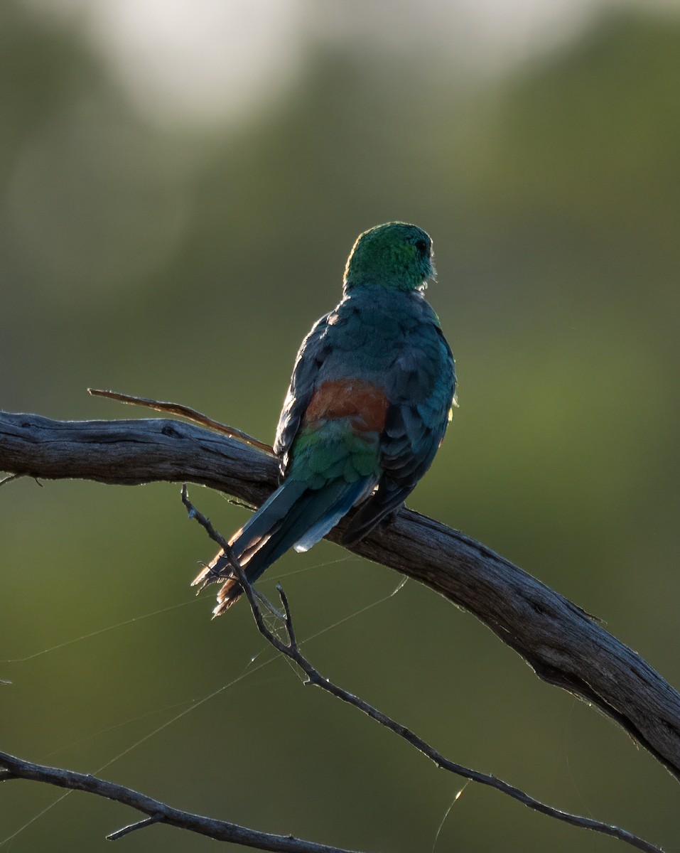 Red-rumped Parrot - ML613404683