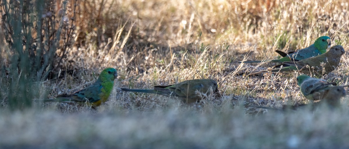 Red-rumped Parrot - ML613404684