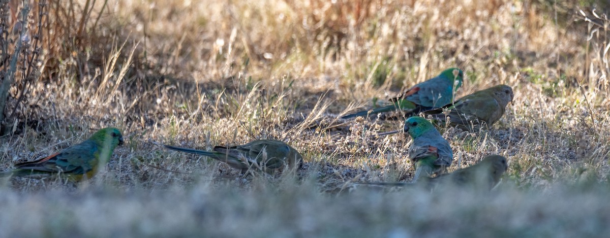 Red-rumped Parrot - ML613404685