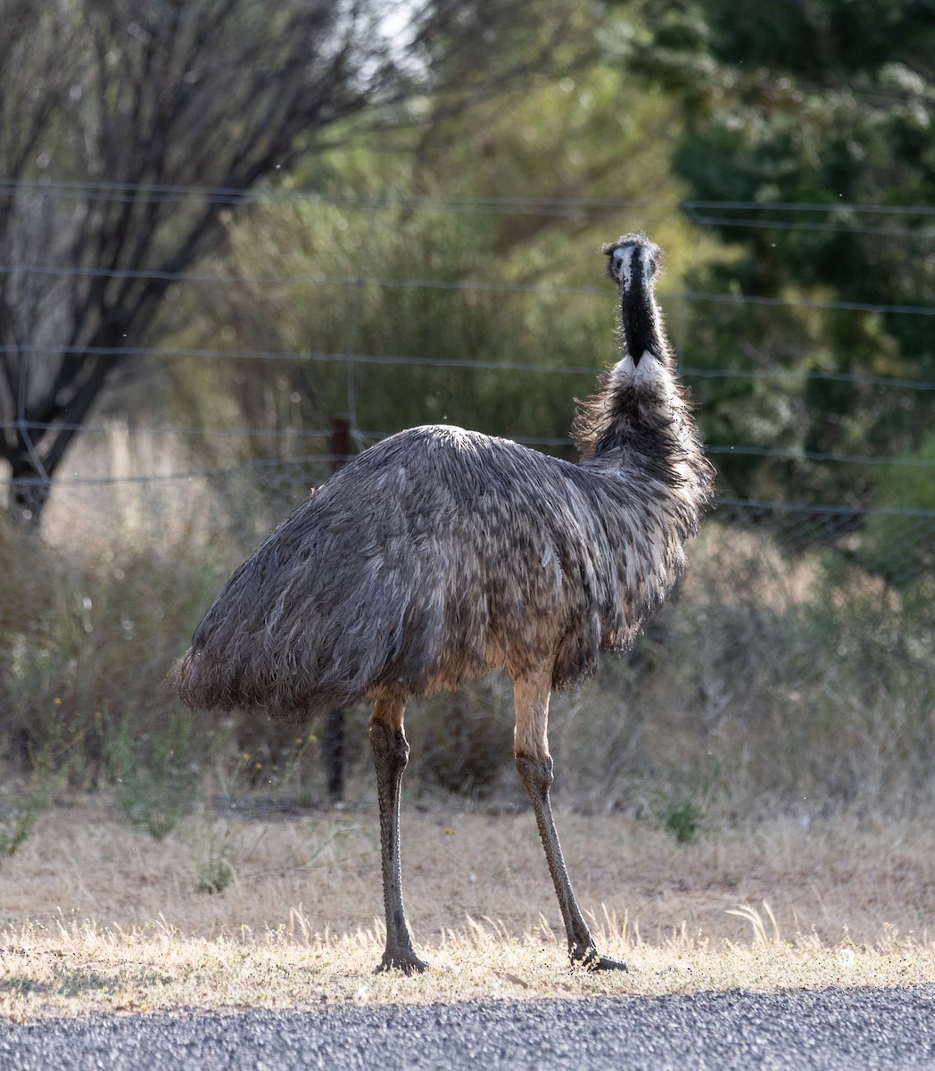 emu hnědý - ML613404691