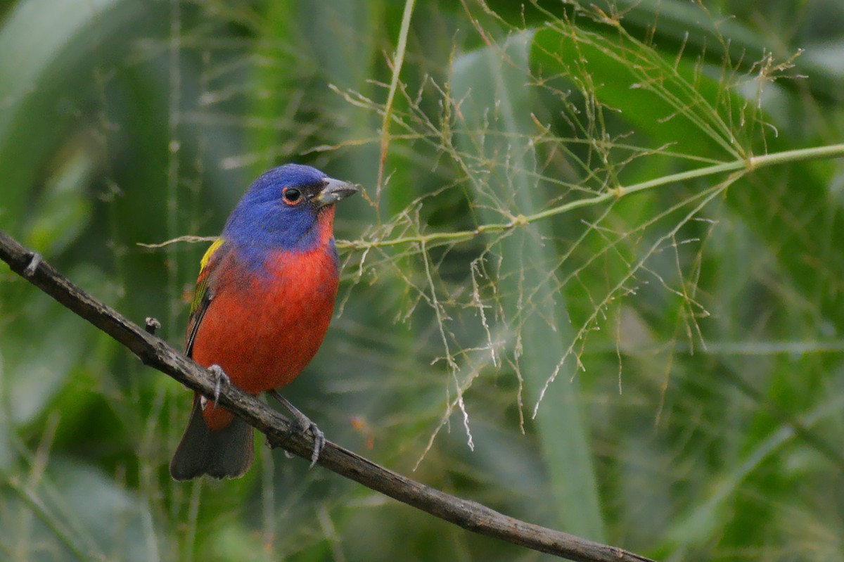 Painted Bunting - ML613404707
