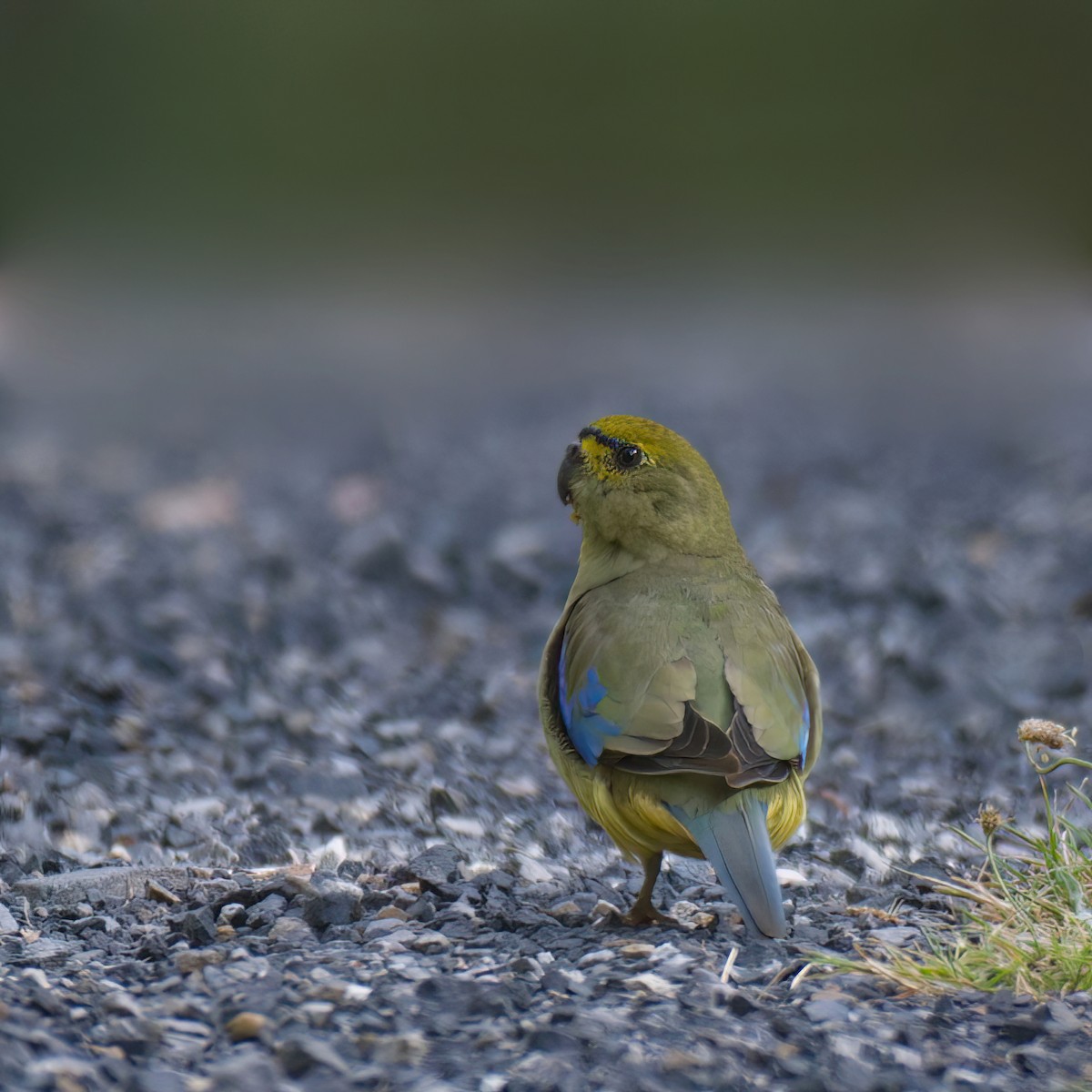 Blue-winged Parrot - ML613404709