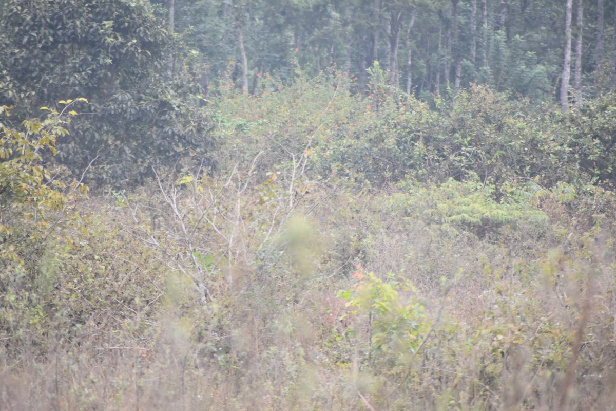 Lesser Coucal - ML613404748