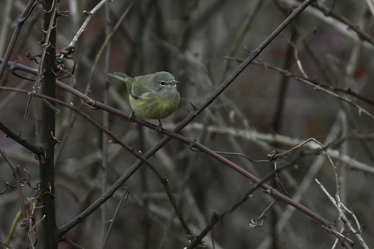 Orange-crowned Warbler (Gray-headed) - Julien Amsellem