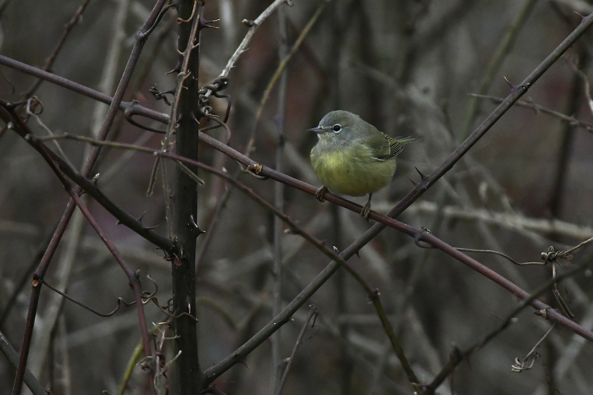 Orange-crowned Warbler (Gray-headed) - Julien Amsellem