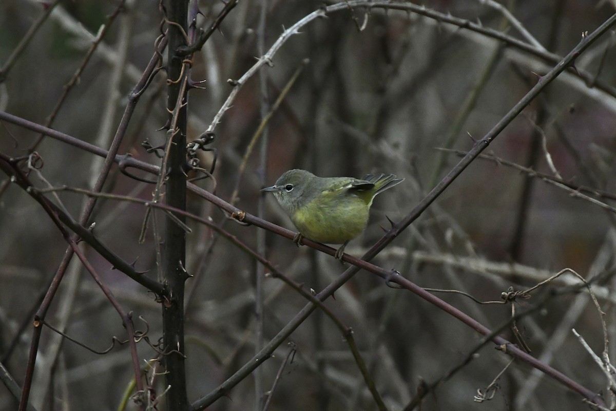 Orange-crowned Warbler (Gray-headed) - Julien Amsellem