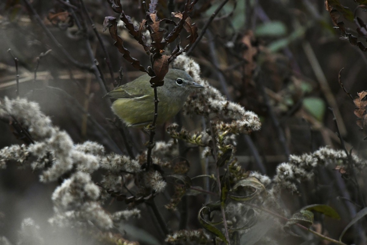 Orange-crowned Warbler (Gray-headed) - Julien Amsellem