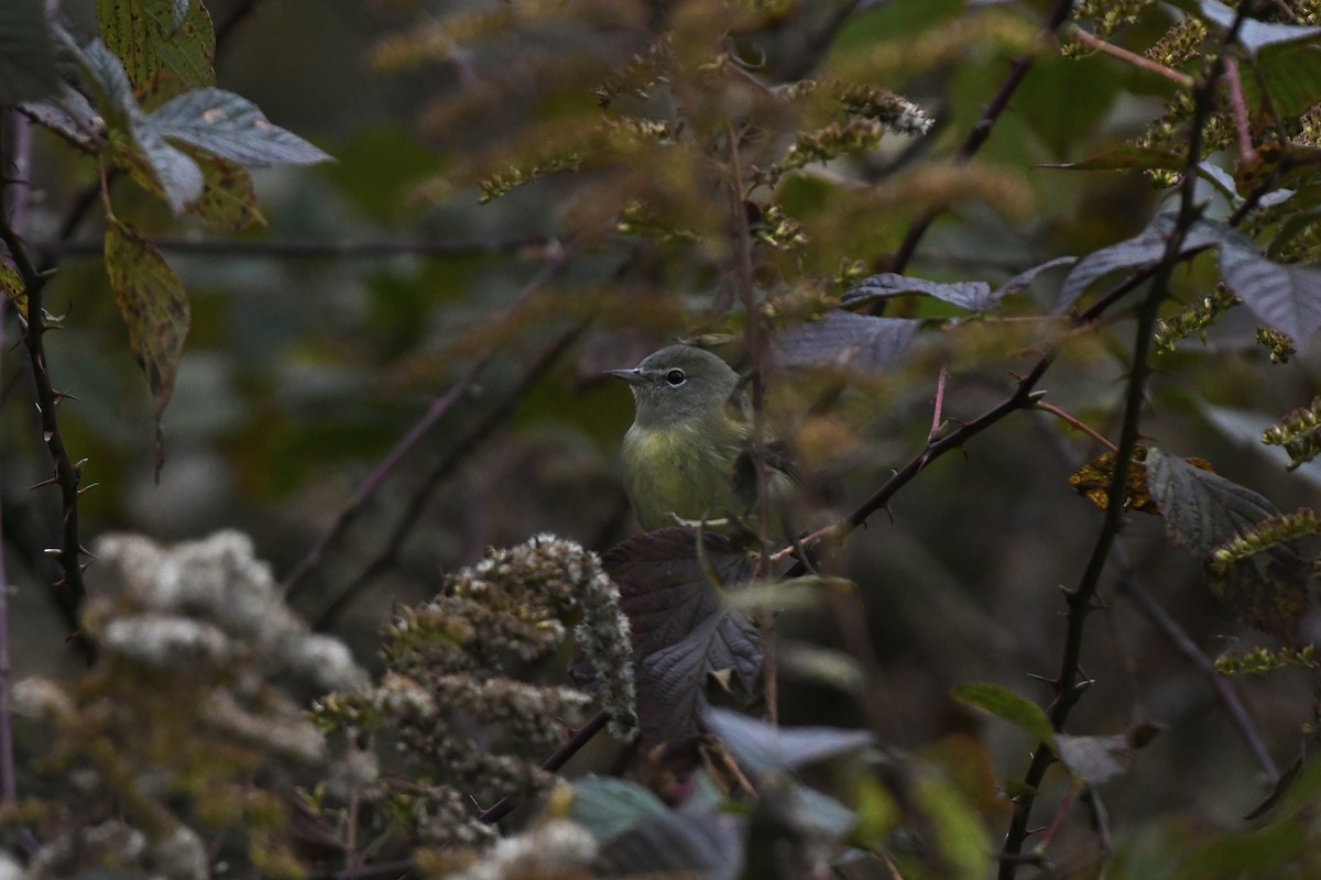 Orange-crowned Warbler (Gray-headed) - Julien Amsellem