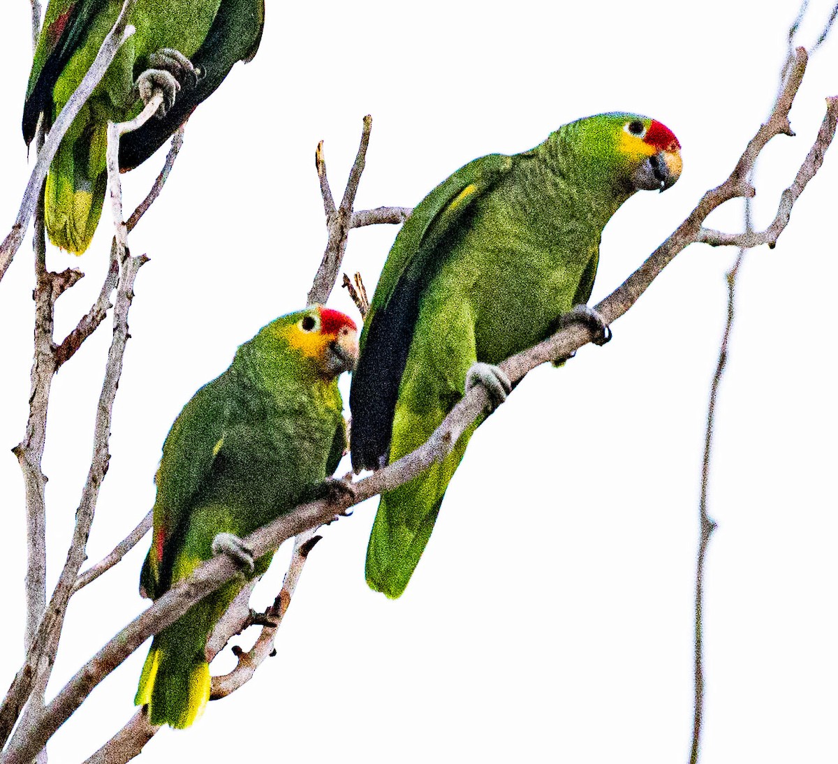 Red-lored Parrot - Ken Tweedt