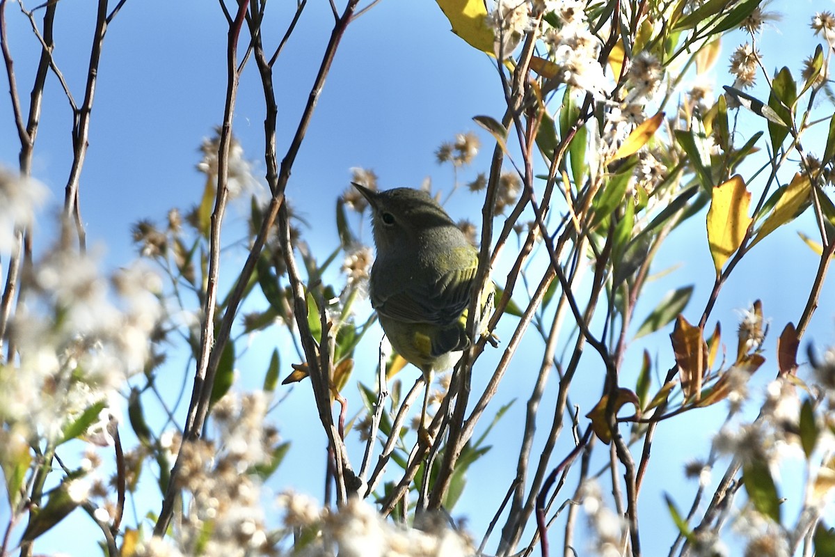 Orange-crowned Warbler (Gray-headed) - Julien Amsellem