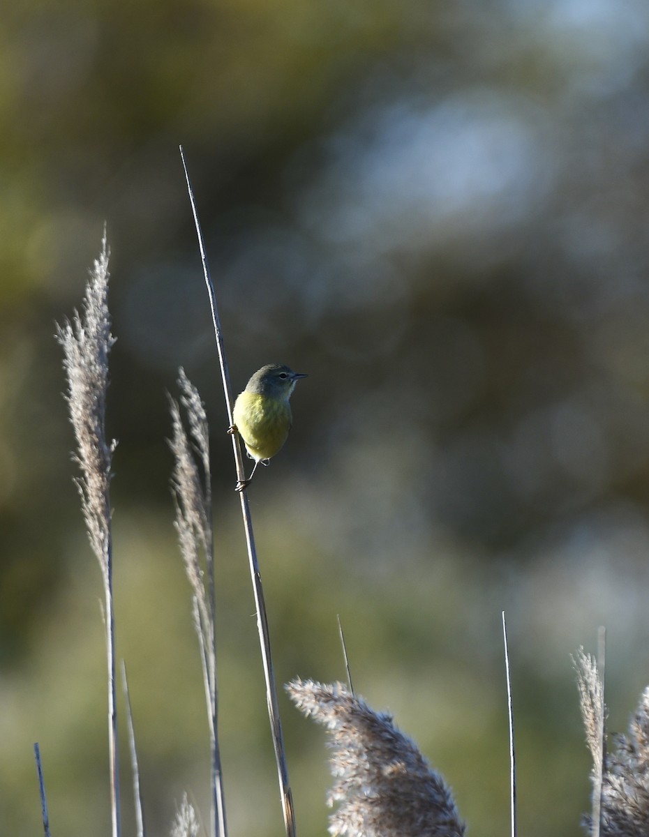 Orange-crowned Warbler (Gray-headed) - ML613404821