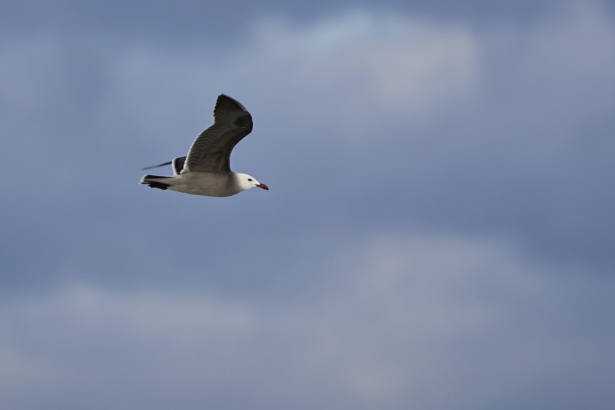 Heermann's Gull - ML613404823