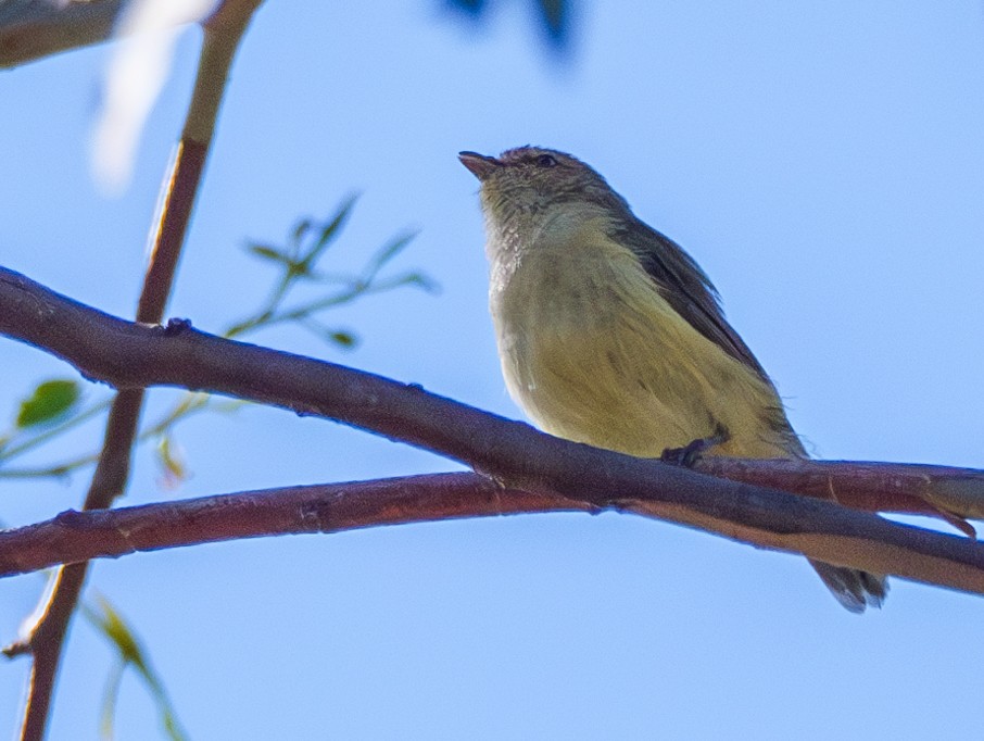 Buff-rumped Thornbill - ML613404829