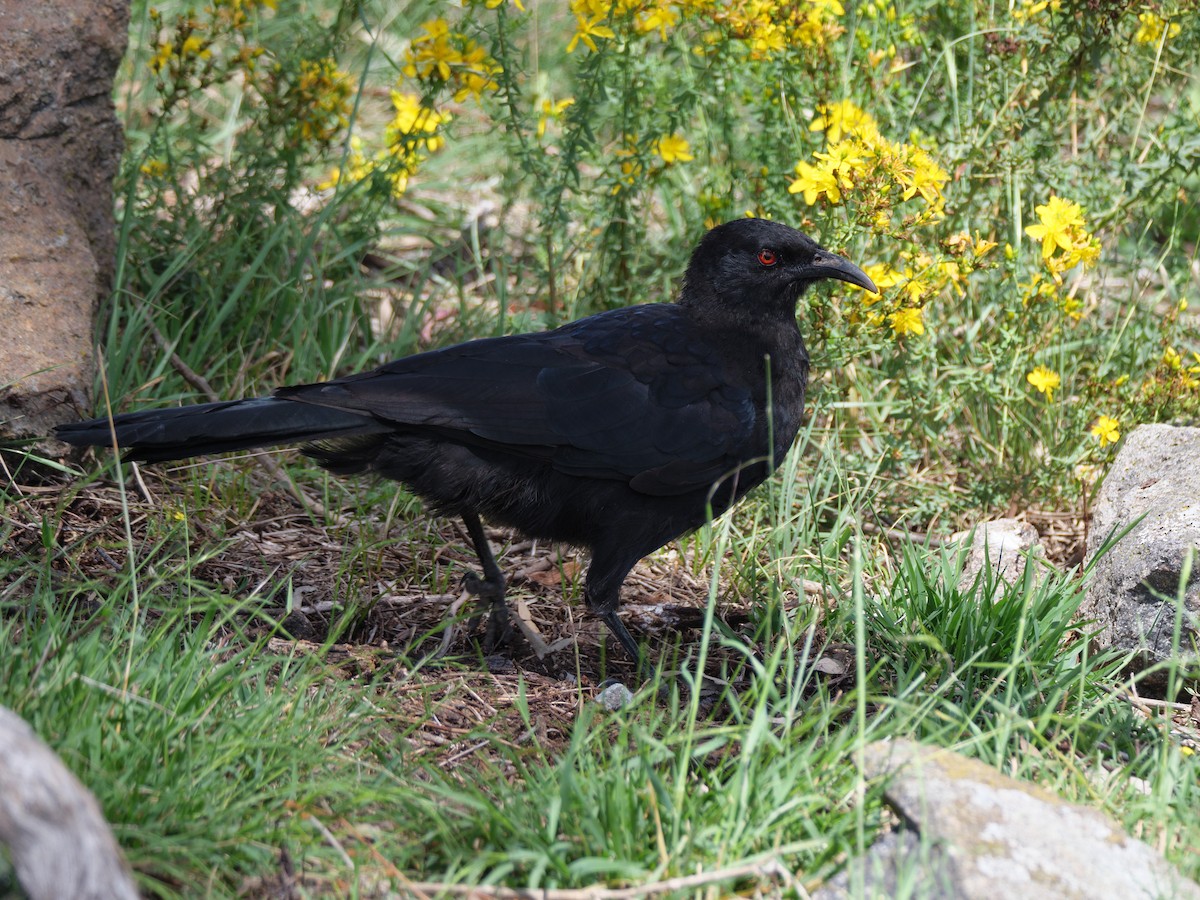 White-winged Chough - ML613404840