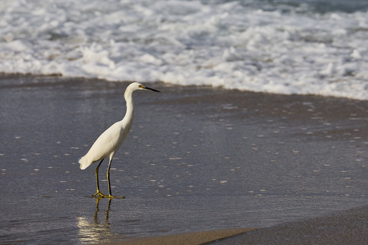 Snowy Egret - ML613404847