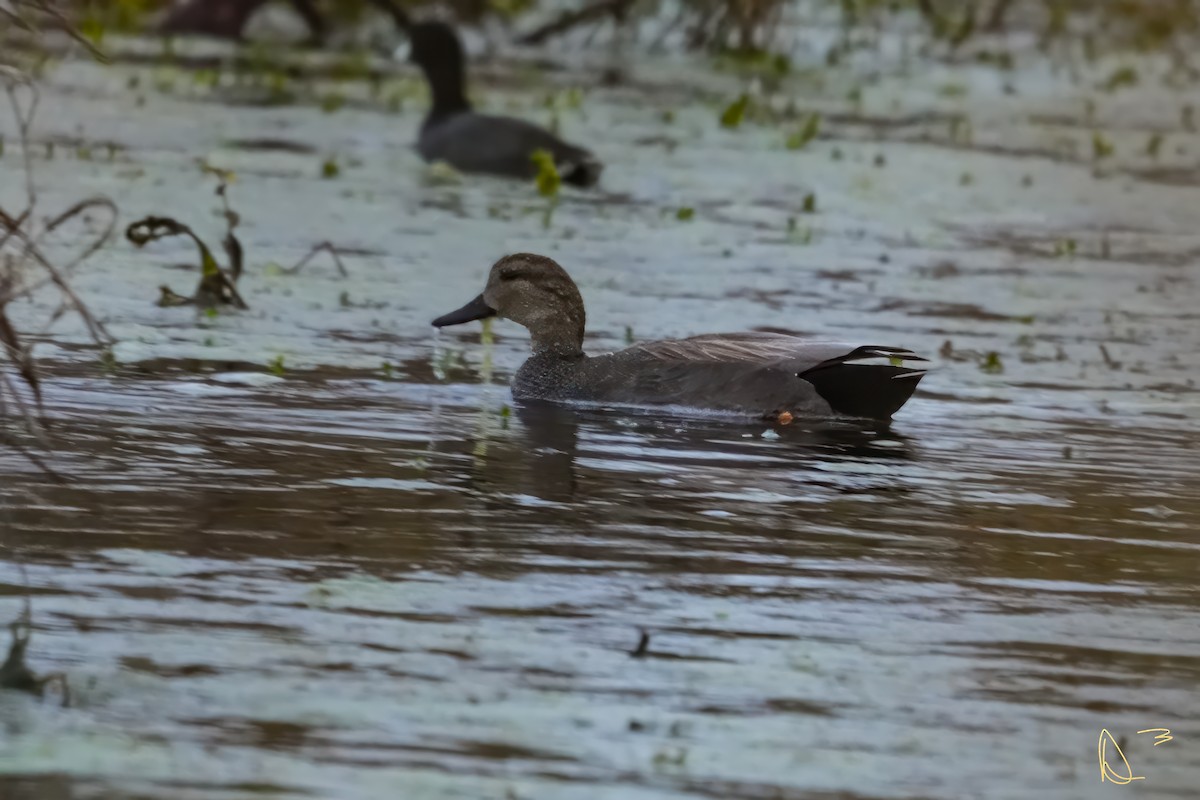 Бор нугас - ML613404884