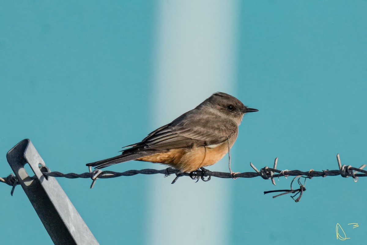 Say's Phoebe - ML613404919