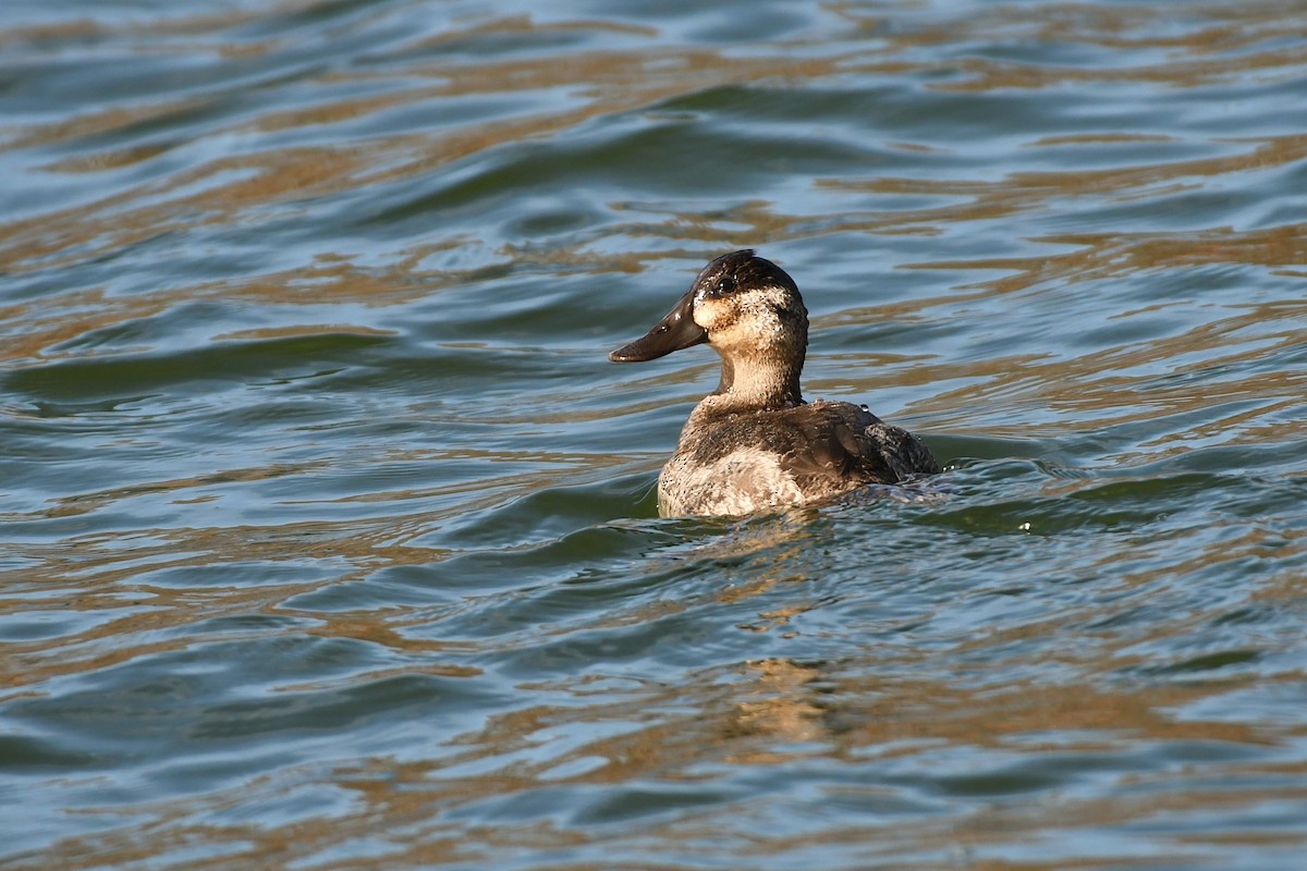 Ruddy Duck - ML613404921