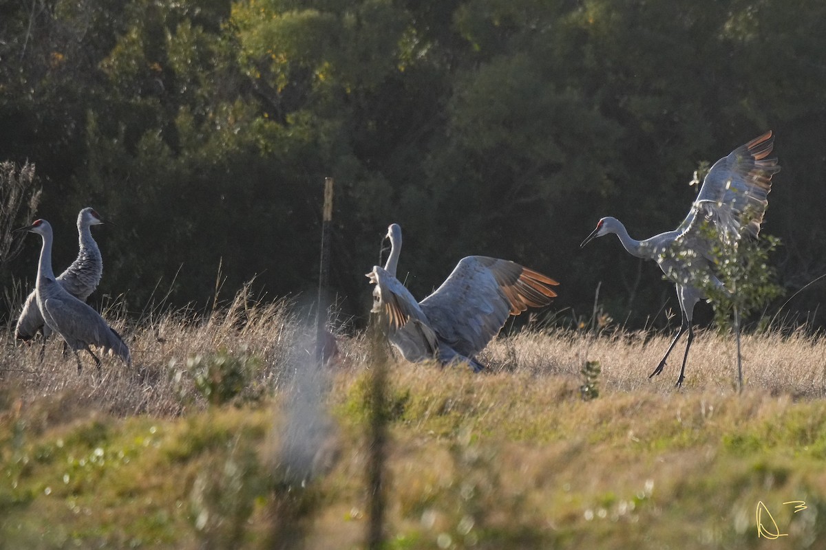 Орог тогоруу - ML613404926