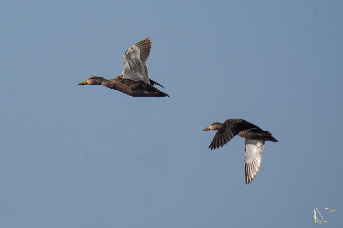 Mottled Duck - ML613404935
