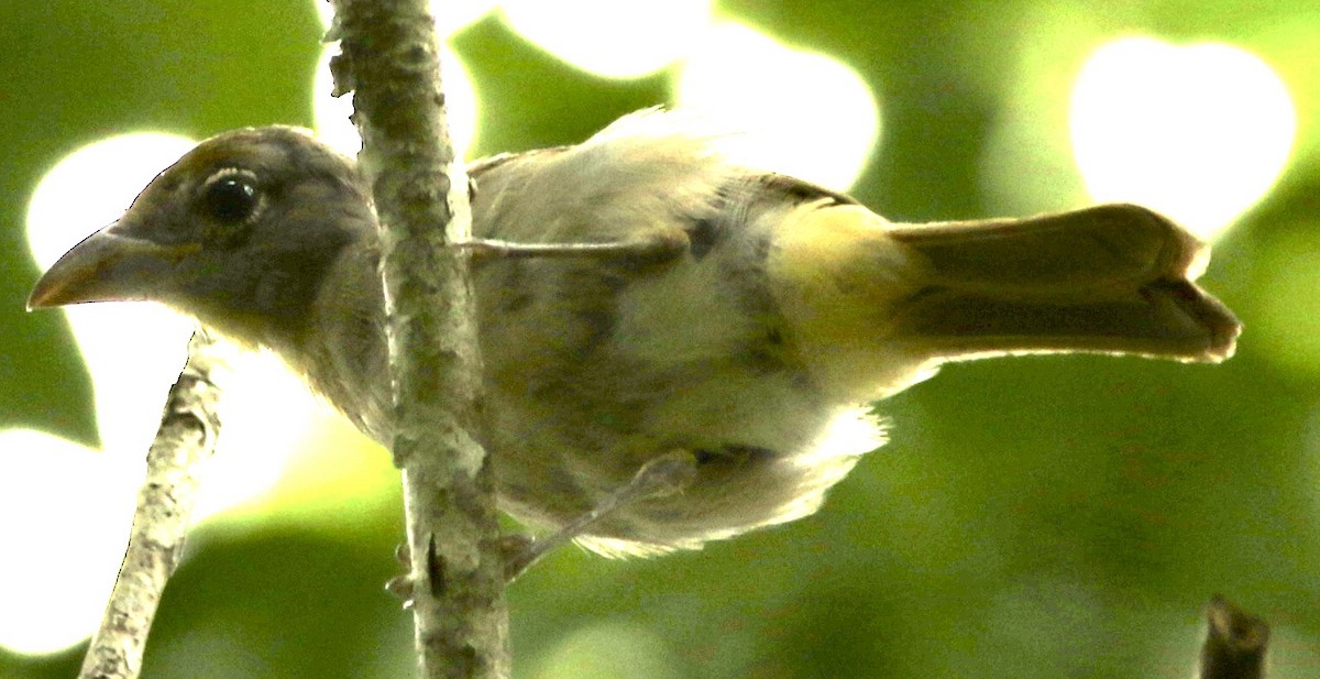 Rose-throated Tanager - ML613404946