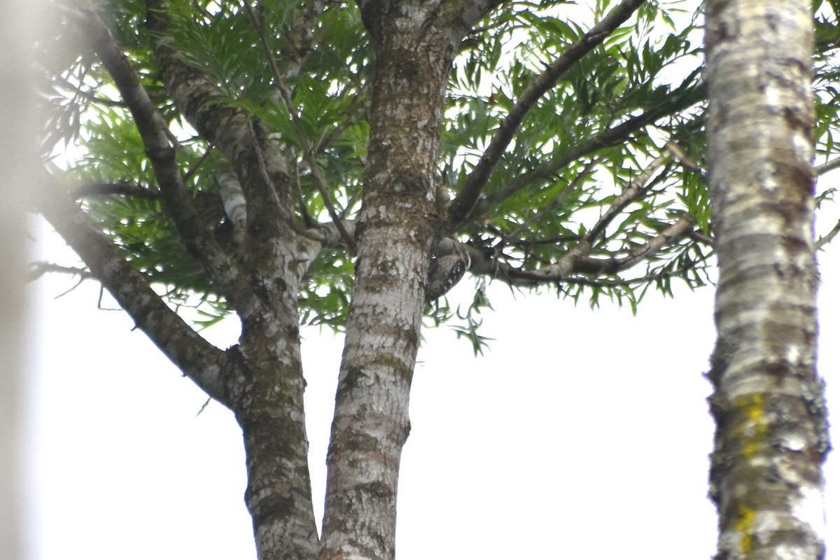 Brown-capped Pygmy Woodpecker - ML613404963