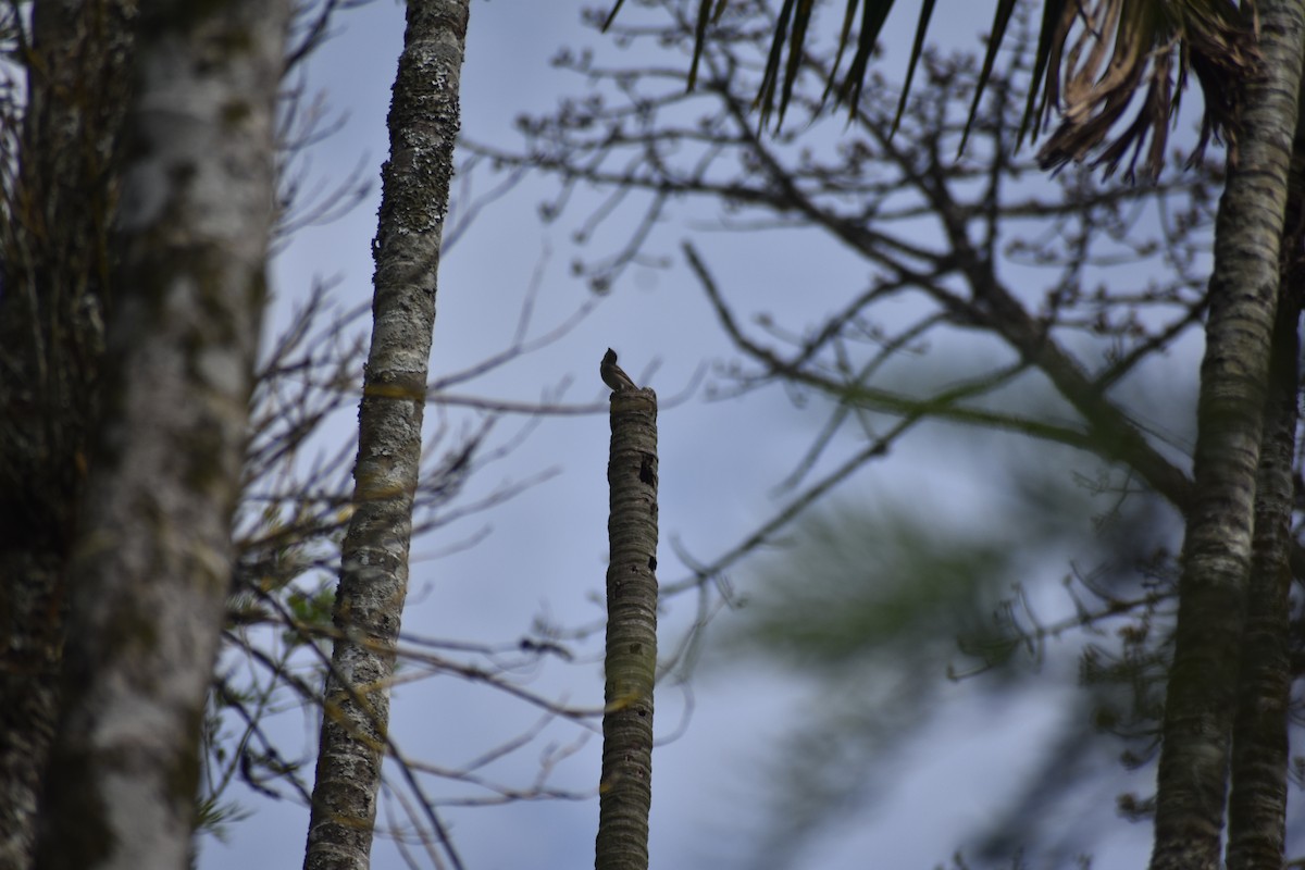 Yellow-throated Sparrow - ML613404977