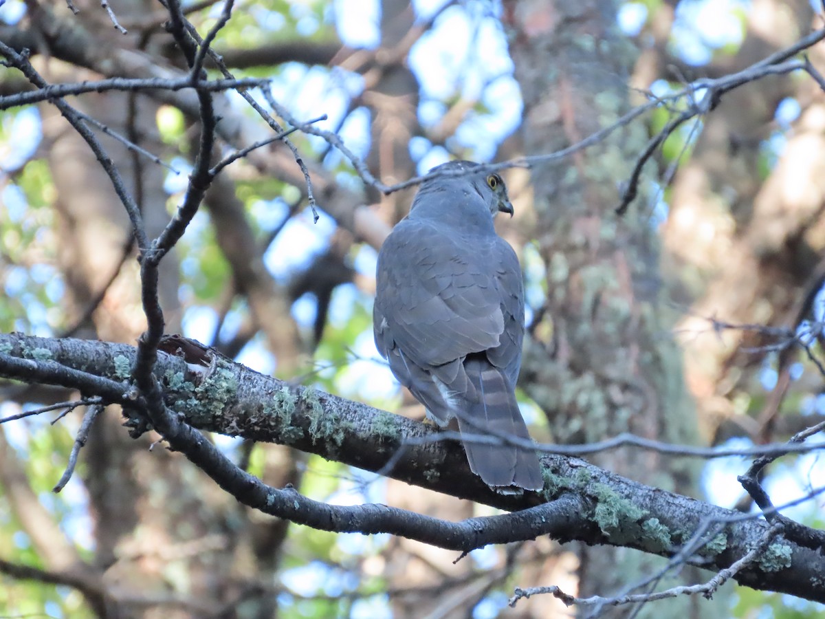 jestřáb chilský - ML613404979