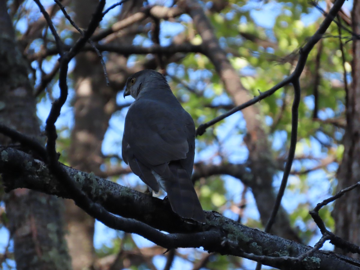 jestřáb chilský - ML613404980